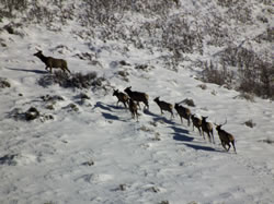 Elk Herd at around 600 yards taken with FujiFilm HS10