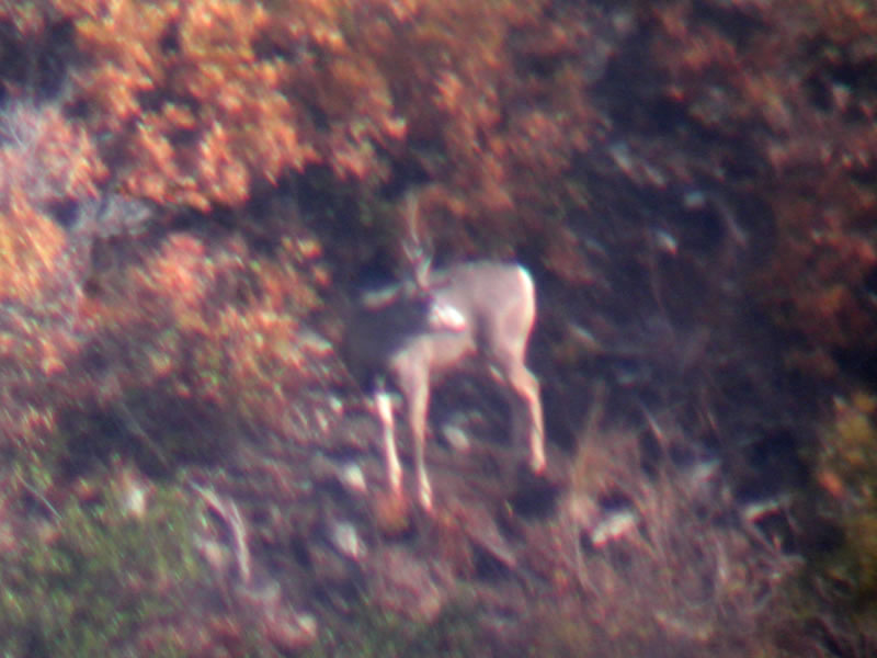 Digiscope Photo of 3x4 Mule Deer on Opening Day