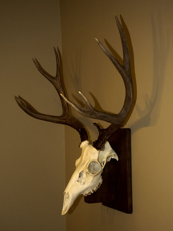 Dallen's Mule Deer buck European skull mounted