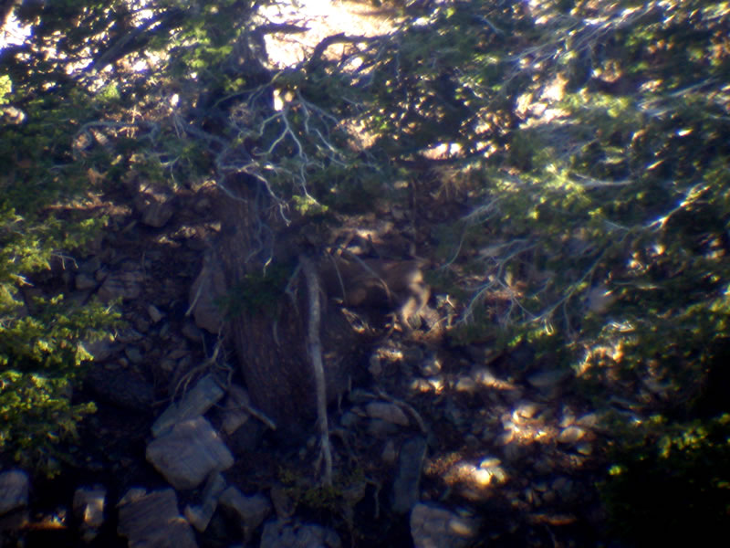 Digiscope view of the final resting place of my 2010 mule deer