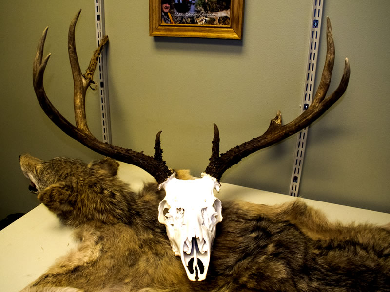 My 2010 Mule Deer buck European skull mounted