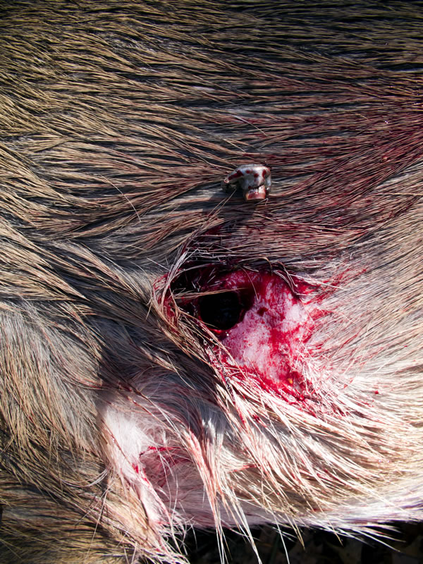 2010 Oklahoma Whitetail Buck Exit Wound from X-Bolt 270 WSM 140g Nosler AccuBond Handload