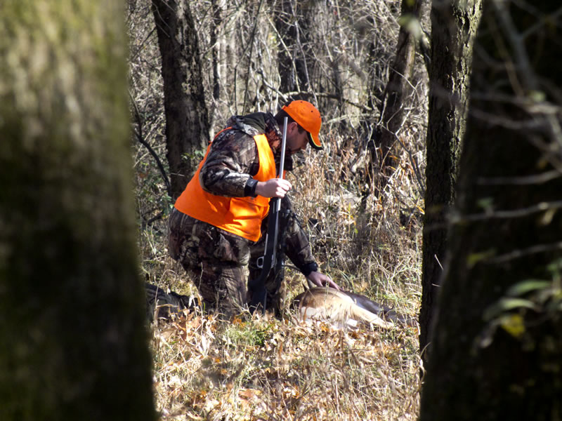 Deer Hunter at Downed Whitetail Buck