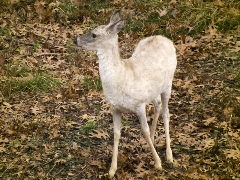 White Near Albino Doe Whitetail Deer