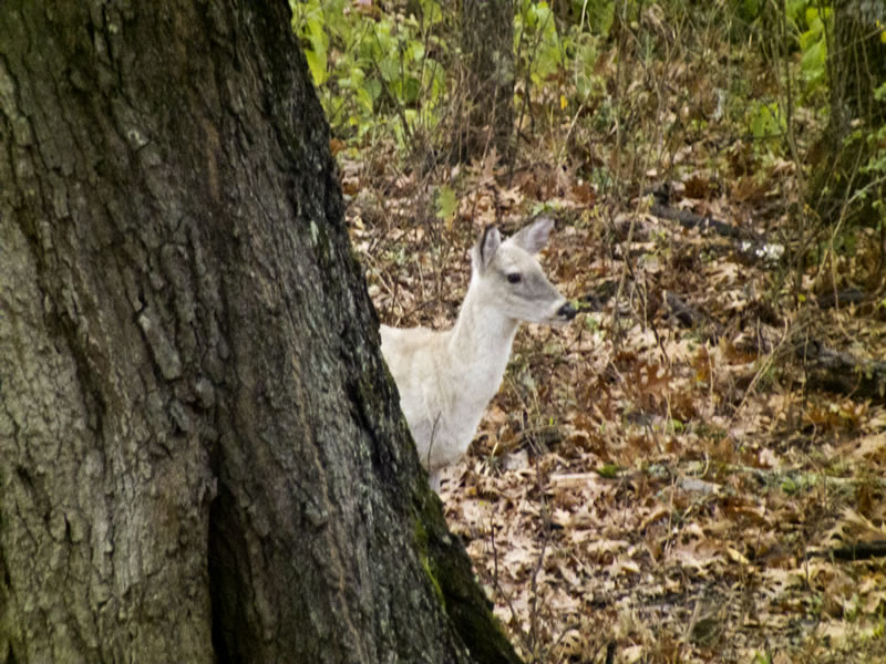Near Albino Whitetail Deer Doe in Oklahoma