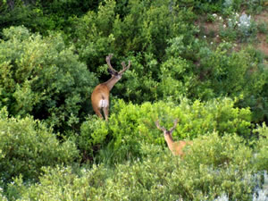 Couple of Mule Deer bucks out feeding early in the morning.