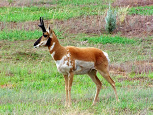 Piebald Colored Prohorn Antelope