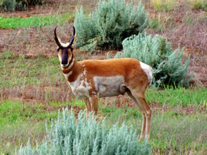 Another photo of the Piebald Colored Prohorn Antelope
