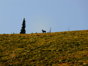 Moose photo taken with my FujiFilm HS20exr and a VCL-DH1758 teleconverter.