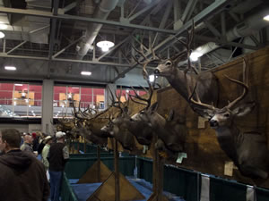 Mule deer and elk taxidermy on display.