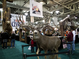 Mule Deer full body mount at the 2011 Western Hunting Expo