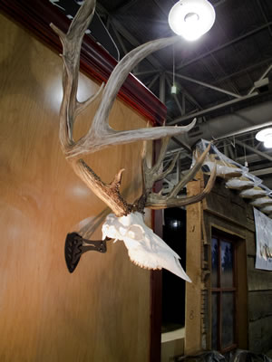 Side view European skull mounted mule deer with Skull Hooker mounting bracket.