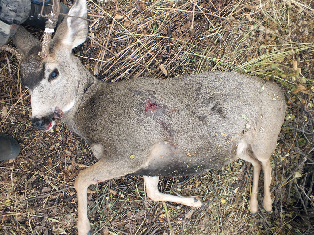 243 WSSM 80g Tipped Triple Shock entry hole on mule deer