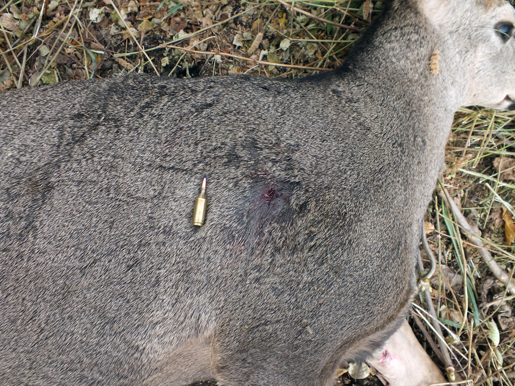 243 WSSM 80g Tipped Triple Shock exit hole on mule deer taken at 619 yards