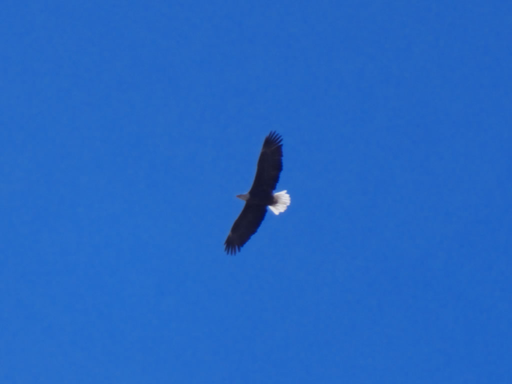 Bald Eagle soaring over us.
