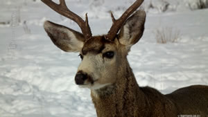 Mule Deer Buck in the Winter of 2011 Wallpaper