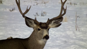 Mule Deer Buck in the Winter of 2011 Wallpaper