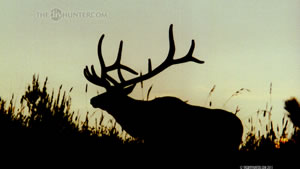 6x6 Bull Elk Wallpaper