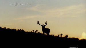 6x6 Bull Elk Wallpaper