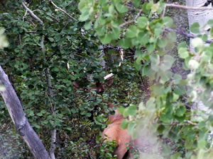 A nice little 5 point bull I watched in the quaking aspens.