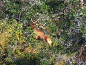 The large 6x6 bull elk I tried to get.