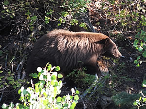 Black Bear I watched whil in my Tree Saddle.