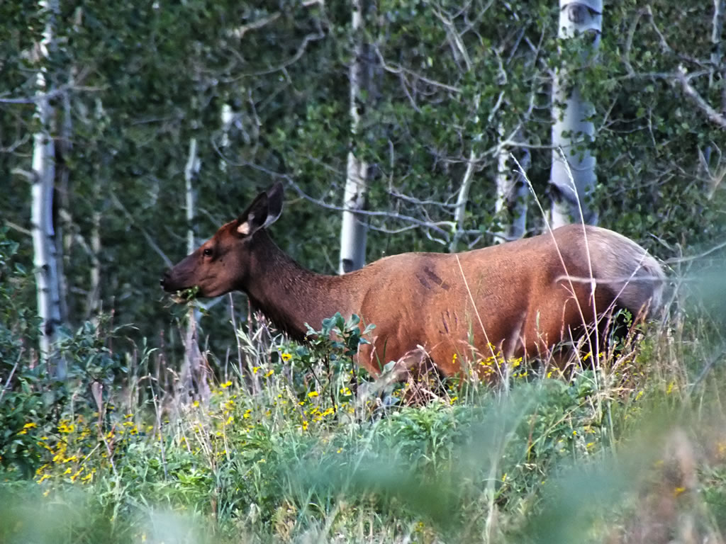 Cow elk feeding while scouting for elk on the Wasatch Limited Entry Unit