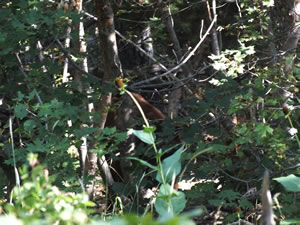 Black Bear in Trees