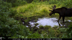 Bull Moose with Browning Range Ops Trail Camera