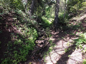 Small creek near elk bedding area