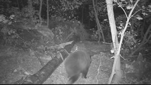 Black Bear Browning Recon Force Trail Camera Image 6