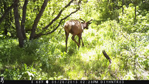 Bull Elk Browning Recon Force Trail Camera Image 4