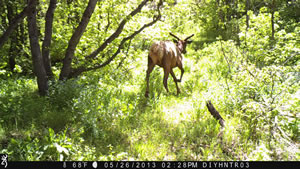 Bull Elk Browning Recon Force Trail Camera Image 5