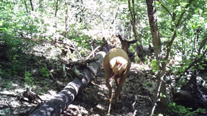 Cow Elk Rear Browning Recon Force Trail Camera