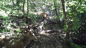 Small Mule Deer Buck Browning Recon Force Trail Camera