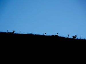 HS50exr Photo of Four Point Mule Deer with a Doe on Skyline