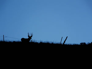 HS50exr Photo of Four Point Mule Deer on Skyline