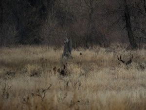 HS50exr Photo of Large 3 Point Mule Deer Bedded in grass