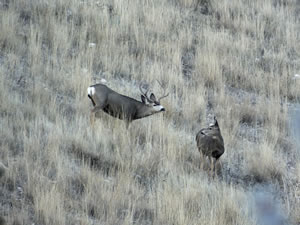 HS50exr Photo of a Big 3 Point Mule Deer