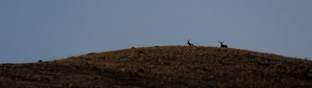 HS50exr Photo of Two Four Point Mule Deer Bucks on Skyline