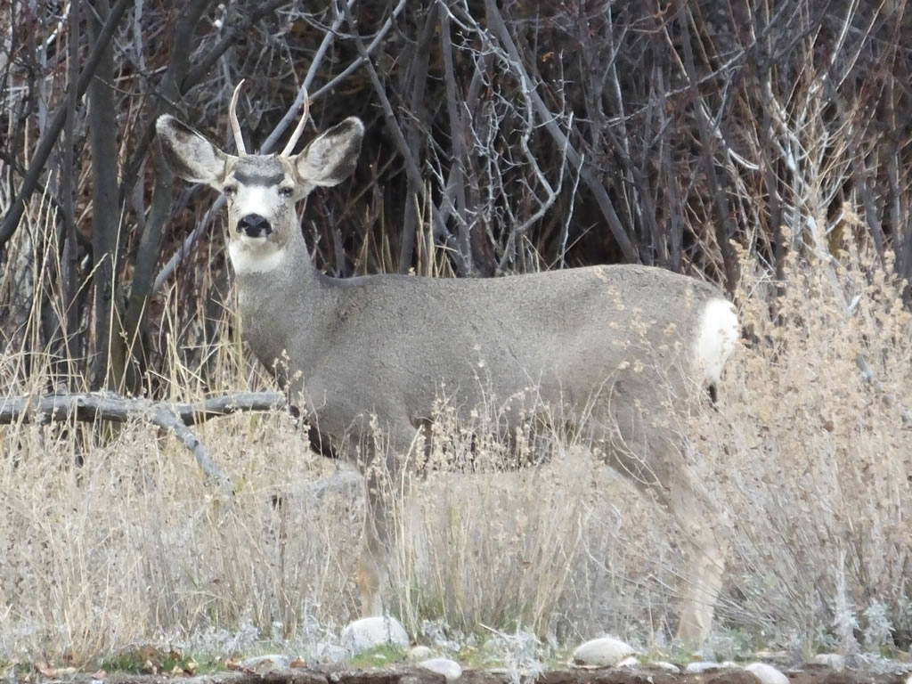 Mule Deer with Pinkeye, Conjunctivitis