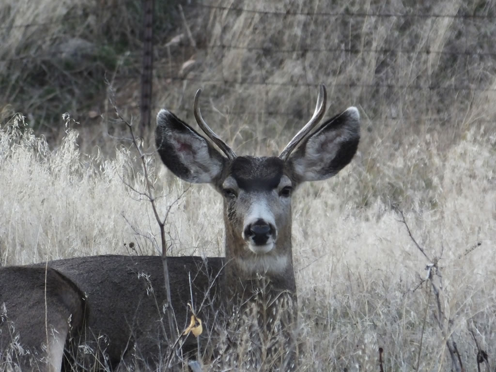 Mule Deer with Pinkeye, Conjunctivitis