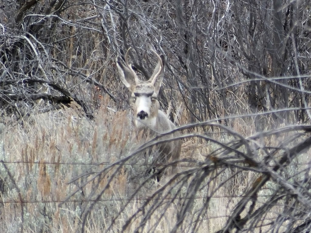 Mule Deer with Pinkeye, Conjunctivitis