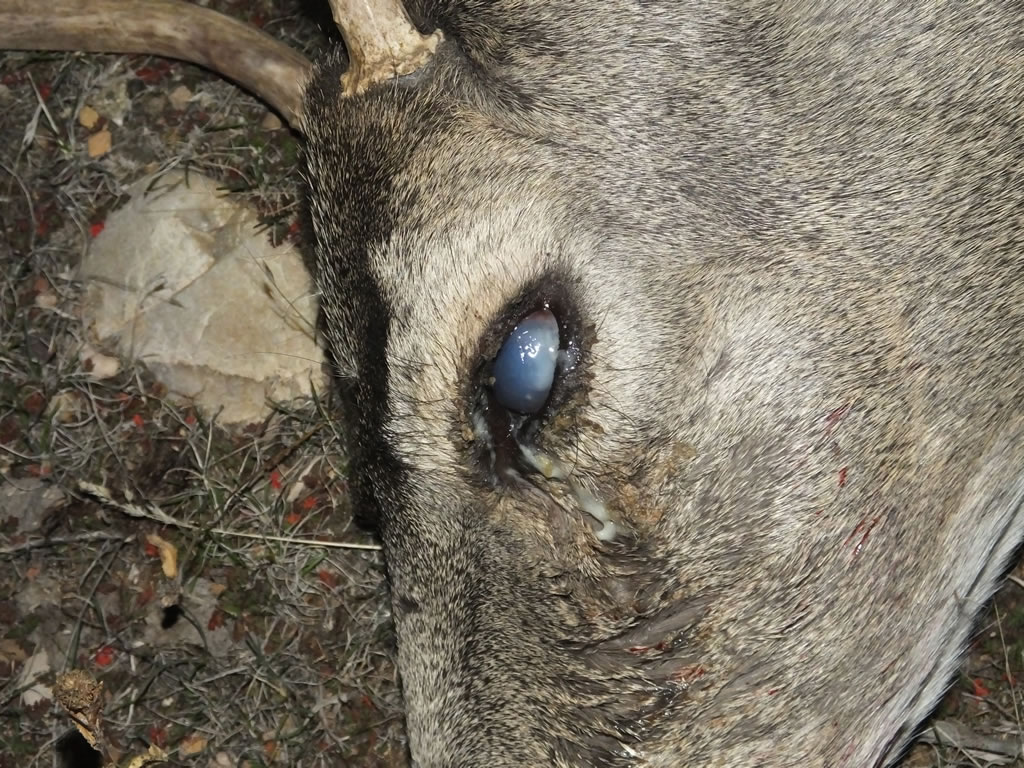 Mule Deer with Pinkeye, Conjunctivitis