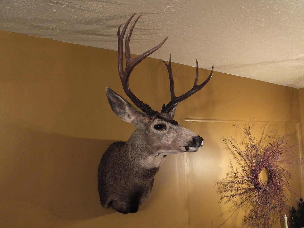 Whitey, mule deer head view from side mounted in living room