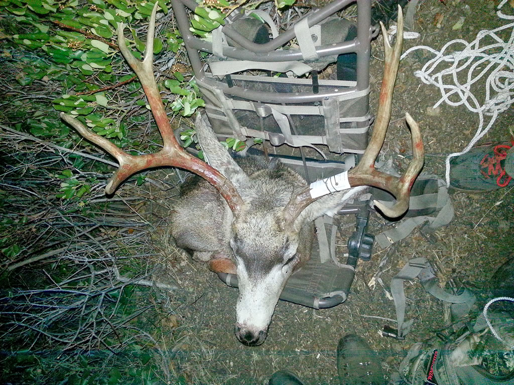 Caped out mule deer on frame pack