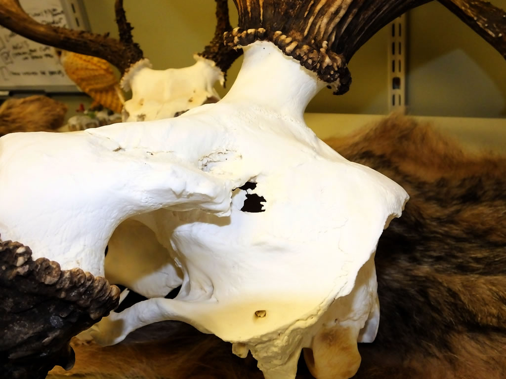 European Skull Mount of Charlie One Horn Elk