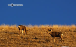 four point mule deer and doe on skyline