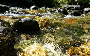 creek close-up water