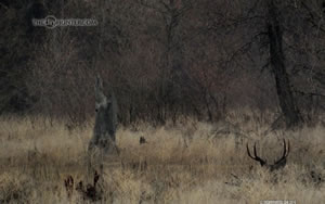 mule deer buck bedded in grass